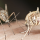 Illustration for article titled How to Keep Mosquitoes Out of Your Yard